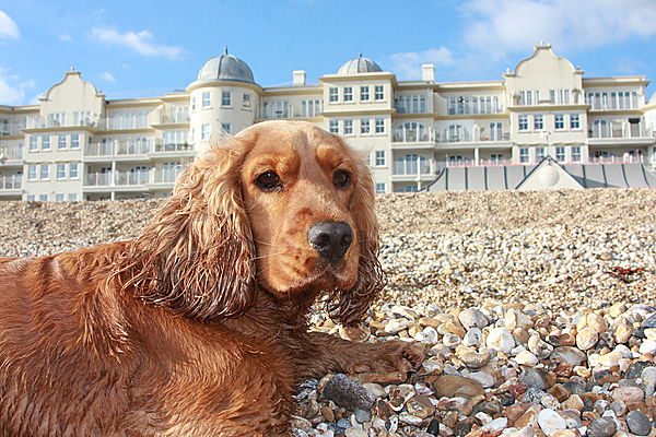 Ruby at Bognor Regis