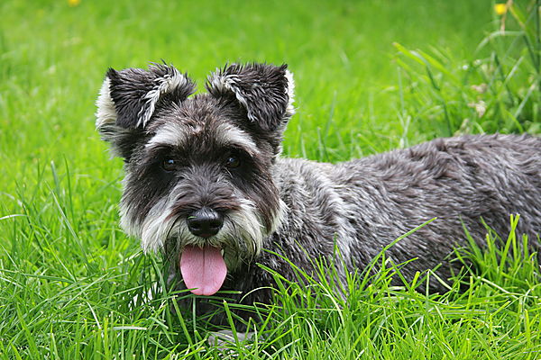 Riley relaxing in the grass