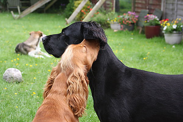 Psst - let me tell you a secret Marley !