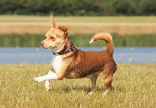 Little Reggie running along