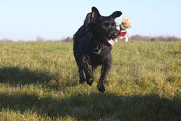 Patterdale Terrier Spike