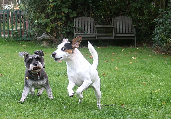 Snowy makes friends with Riley