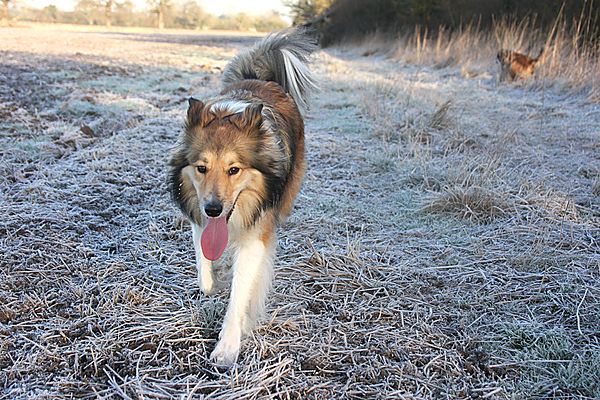 Frosty walks