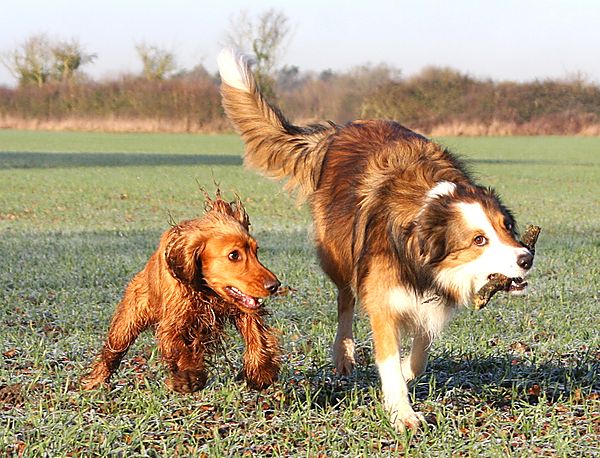 Woody with Marlowe