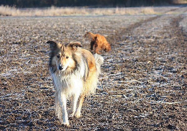 Walkies in the fields
