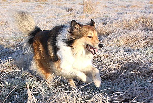 Dogs know how to have fun