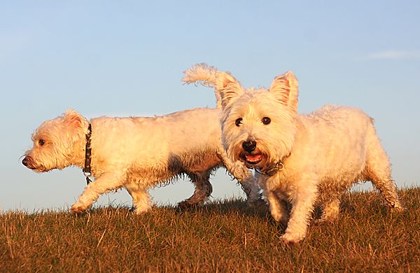 Westies