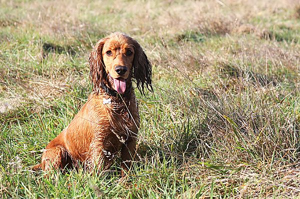 Marlowe loves his walks