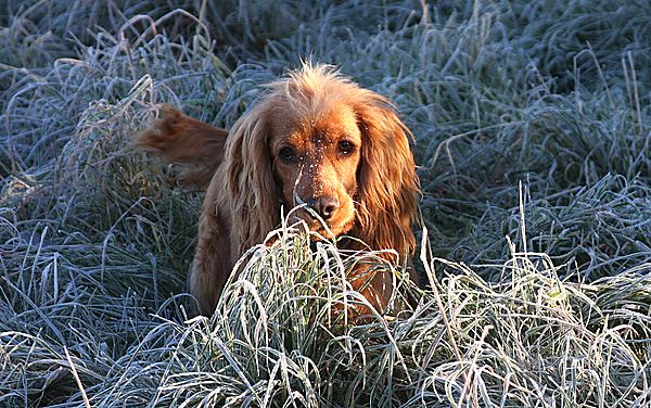 Loves a frosty morning walk