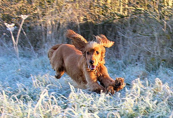 Cocker Marlowe having fun