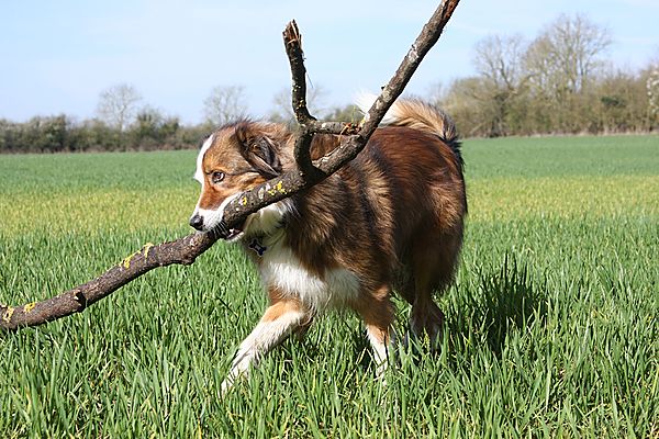 The biggest stick in the field