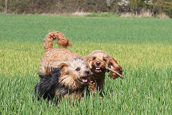 Playful pups