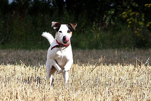 Harvest time for dogs