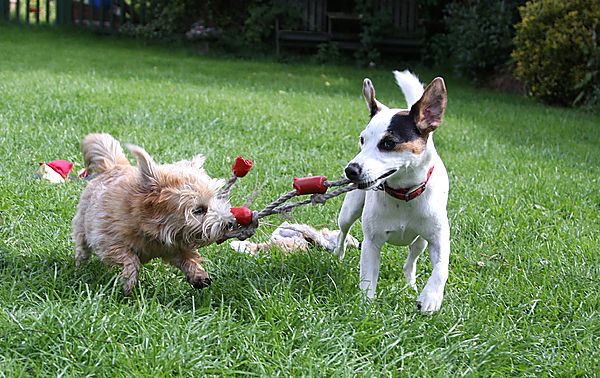 Snowy playing with Flo