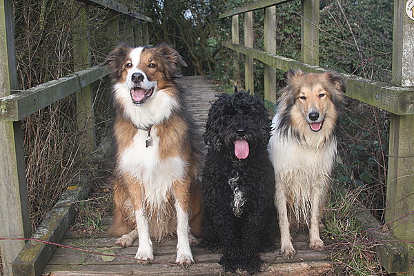 Buddies on Goodie Bridge