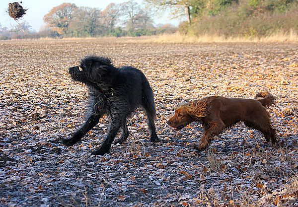 Mud throwing