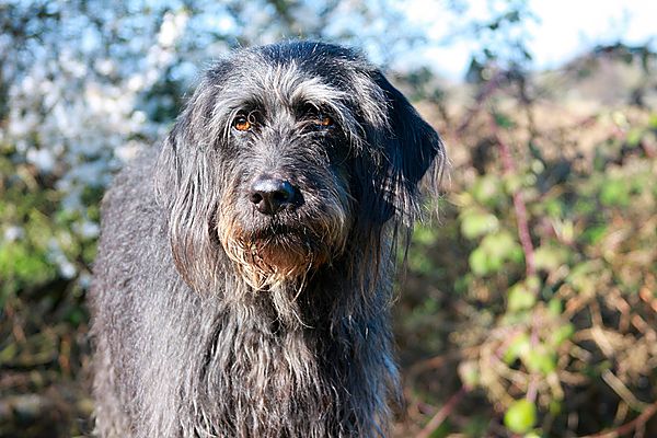 Holly the Labradoodle