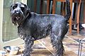 photo thumbnail Monty the Schnauzer