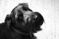 photo thumbnail Schnauzer Monty in Black and White