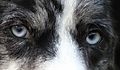 Eyes of a Collie