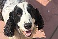 photo thumbnail Snoopy the Spaniel