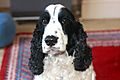 photo thumbnail Spaniel Snoopy
