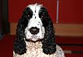 photo thumbnail Spaniel Snoopy