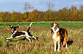 Autumn walks for dogs