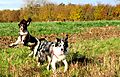 photo thumbnail Spinging Springer Ivy and Collie Kassie