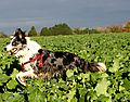 photo thumbnail Cassie herding through the fields