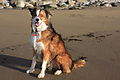 photo thumbnail Woody on the beach