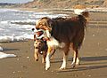 Beach walking