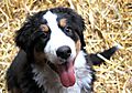 photo thumbnail Puppy Bernese Mountain Dog