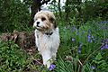 photo thumbnail Shi-Tzu Cross Cavalier Poppy