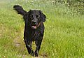 photo thumbnail Marley - Springer Labrador Cross