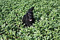 photo thumbnail Springer Labrador Cross