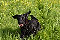 photo thumbnail Marley in the buttercup field