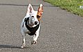 photo thumbnail Jack Russell Puppy