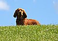 photo thumbnail Ruby Cocker Spaniel