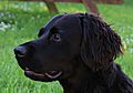 photo thumbnail Marley Labrador Springer Cross
