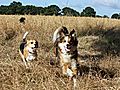 photo thumbnail Bobby running with Woody