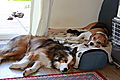 photo thumbnail Knackered after their walk