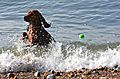 photo thumbnail Spaniels love the water