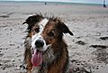 photo thumbnail Sandy Dog