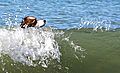 photo thumbnail Surfing dog