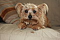 photo thumbnail Norfolk Terrier - Sweetpea