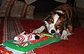 photo thumbnail Woody received a Christmas Stocking