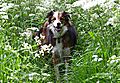 photo thumbnail Border Collie Woody