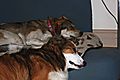 Honey snoozing with Woody