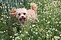 photo thumbnail Ozzie in the daisies